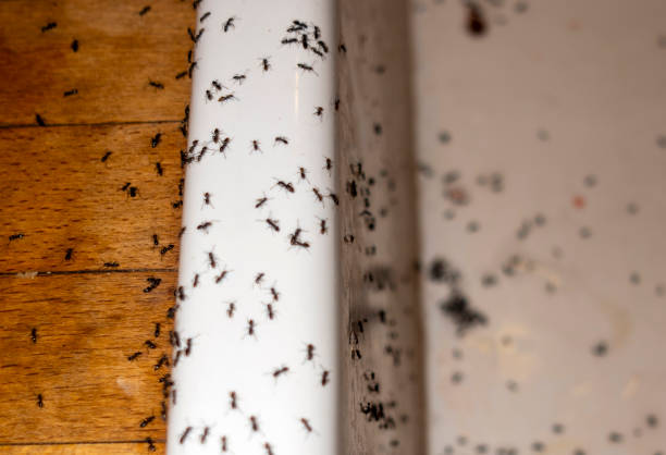 Best Pest Prevention Services  in Lan, MI